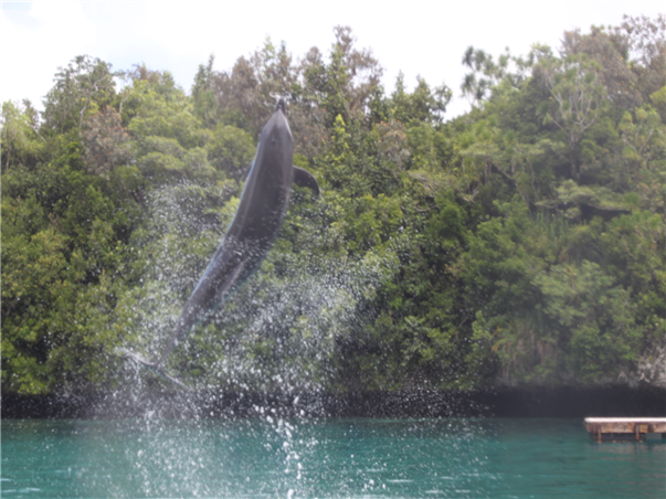 [보홀 / 라메디 디럭스룸] 거북이스노클링+돌핀왓칭 3박5일