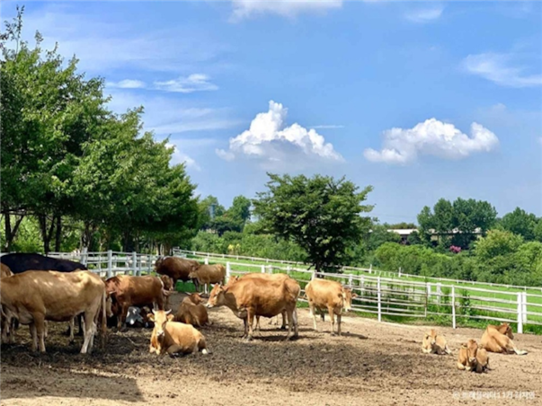 [2인부터단독행사][서해금빛열차+예산관광택시] 충청도 예산 당일여행