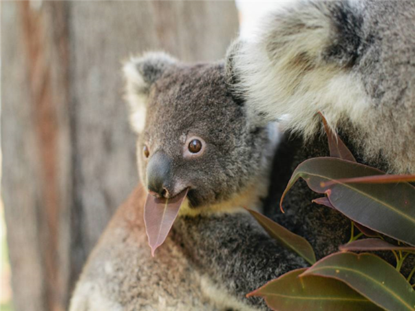 [출발확정] [노쇼핑/노옵션] 시드니 세미패키지 시내3성급 6일 (2일관광/자유일정보장/이비스시드니달링하버)