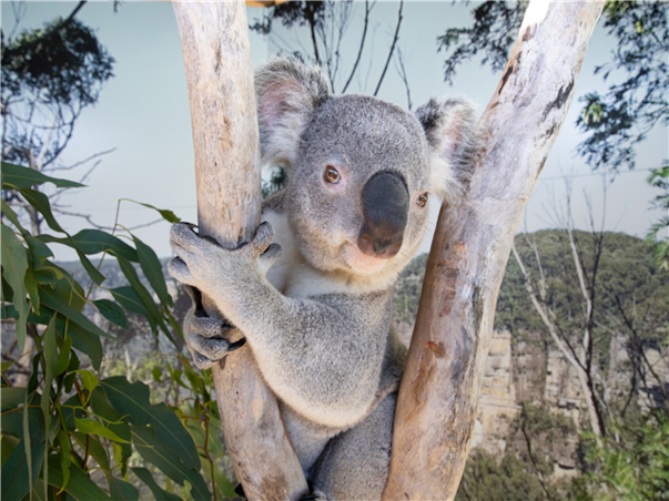 [출발확정] [선착순4명10만원할인] [품격] 시드니/멜버른/골드코스트 9일 (12대특전/4대특식)