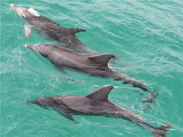 [출발확정] [선착순4명10만원할인] [품격] 시드니/멜버른/골드코스트 9일 (12대특전/4대특식)