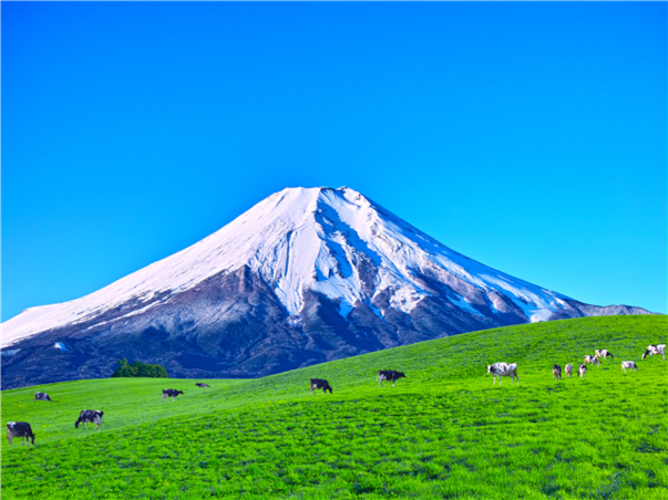 [동경NO1][전일관광] 후지산/하코네/오다이바 동경 4일 (온천호텔1박/트윈룸/해적유람선탑승)