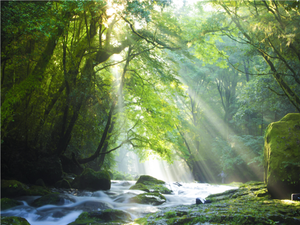 [출발확정][큐슈로] 단풍빛 가을부터 눈부신 겨울까지 후쿠오카 리조트+온천 4일(가이세키포함 특식4회+간식3회+노미호다이특전)