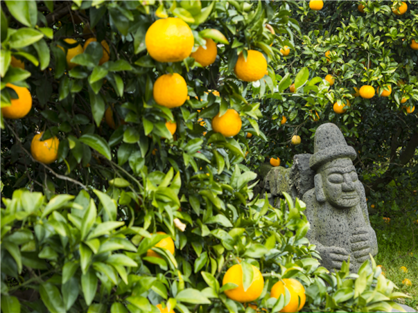 [섬속의힐링] 제주도 우도 3일 ＜노옵션/특식4회/곶자왈/사려니숲길/신신호텔＞