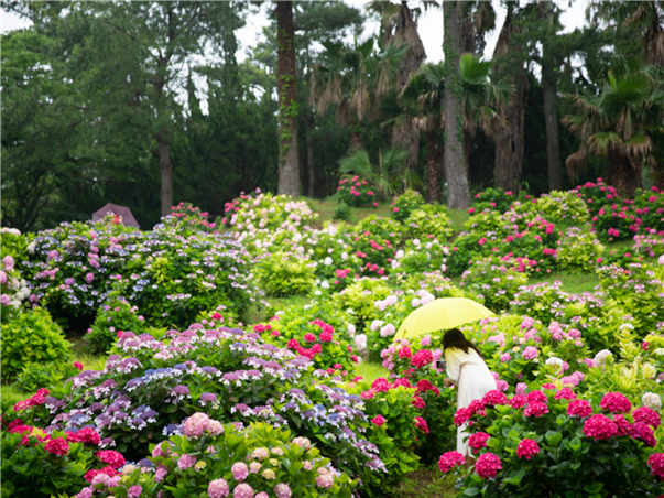 [힐링BEST] 제주도 3일 ＜카멜리아힐/안돌오름/족욕체험/관광급/아시아나＞