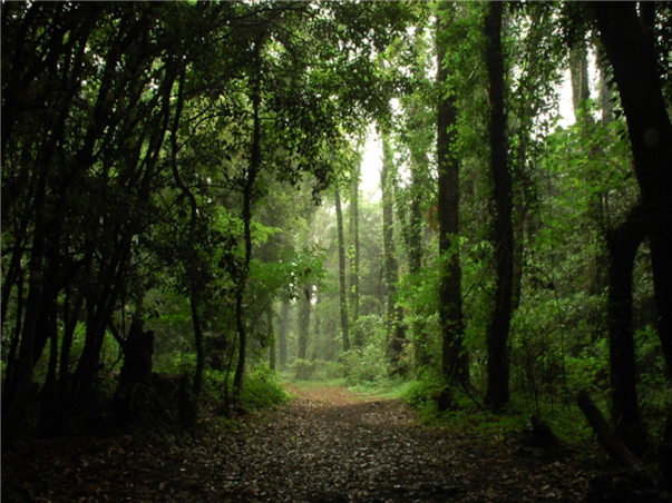 [대구출발][모두단독] 제주도 가족추천 3일 ＜노팁/노옵션/981파크/테마파크/4명부터출발확정＞