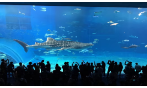 오키나와 4일 (특급리조트 2박/1일자유OR워킹투어/온천욕)