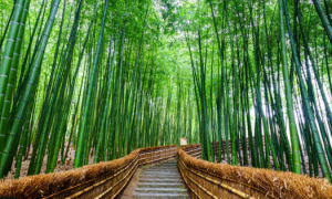 [오카야마 X 대한항공] 오카야마/오사카/교토/나라/히메지 온천 4일 (팁포함/온천2박/3대특식)